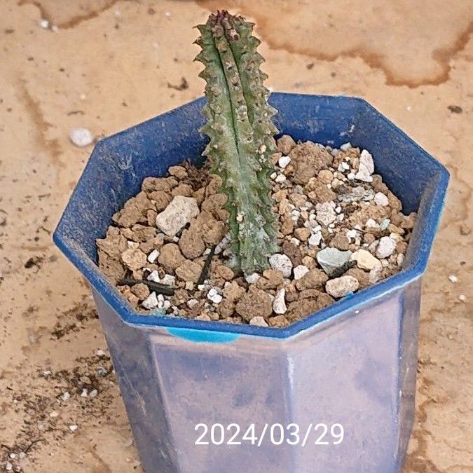 《瑠璃塔》 抜き苗 現品限り 多肉植物 サボテン ユーフォルビアクーペリ Euphorbia cooperi コーペルキリン