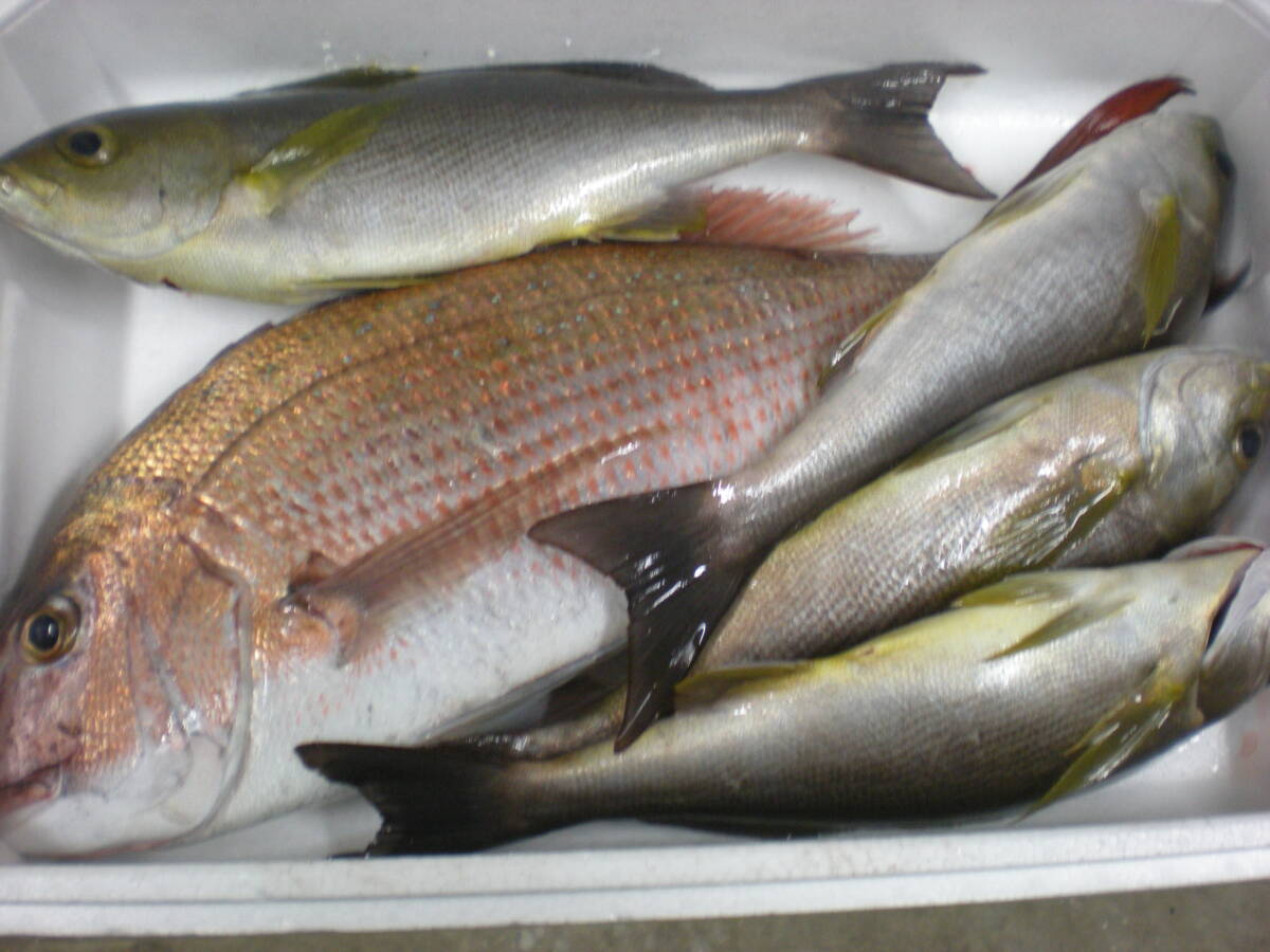 鹿児島県産　　真鯛(1.7キロ)とイサキセット　　冷凍物_画像1
