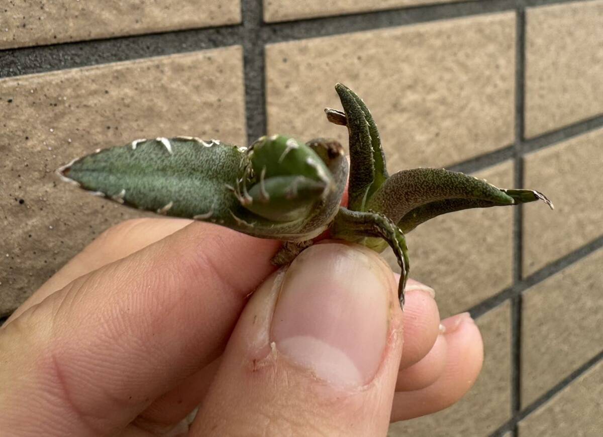 Agave Titanota ”ITALIY FO076”(01) 子株2つ付き 手乗りサイズ 8cm イタリア産 アガベ オテロイ  [Chill__Plants] チルプラ の画像8