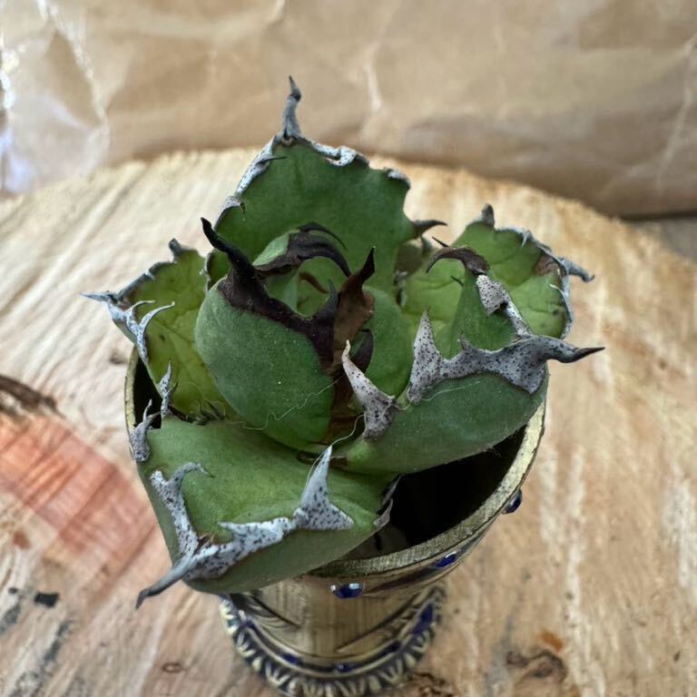 Agave Titanota ”DRAFT MINI“ (06)インドネシア産　アガベ　オテロイ　チタノタ　[Chill__Plants] チルプラ　_画像1