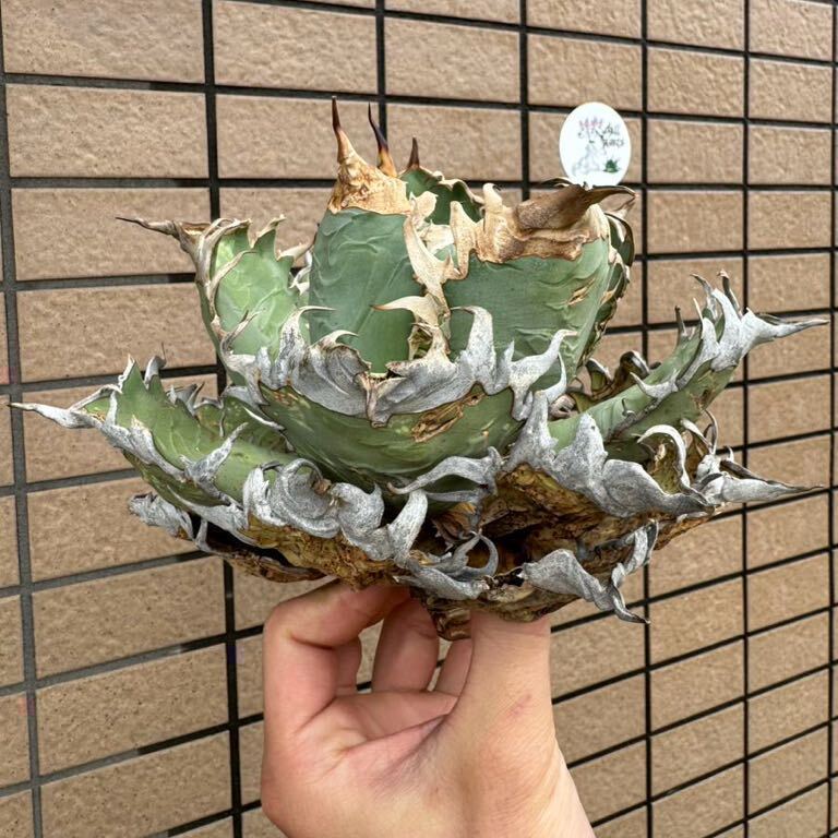 アガベ“OAXACA WILD” SUPER SPECIAL EDTION“ オアハカ　御神木　化け物レベル　ブルー血統　オテロイ　メキシコチルプラ[Chill__Plants_画像6