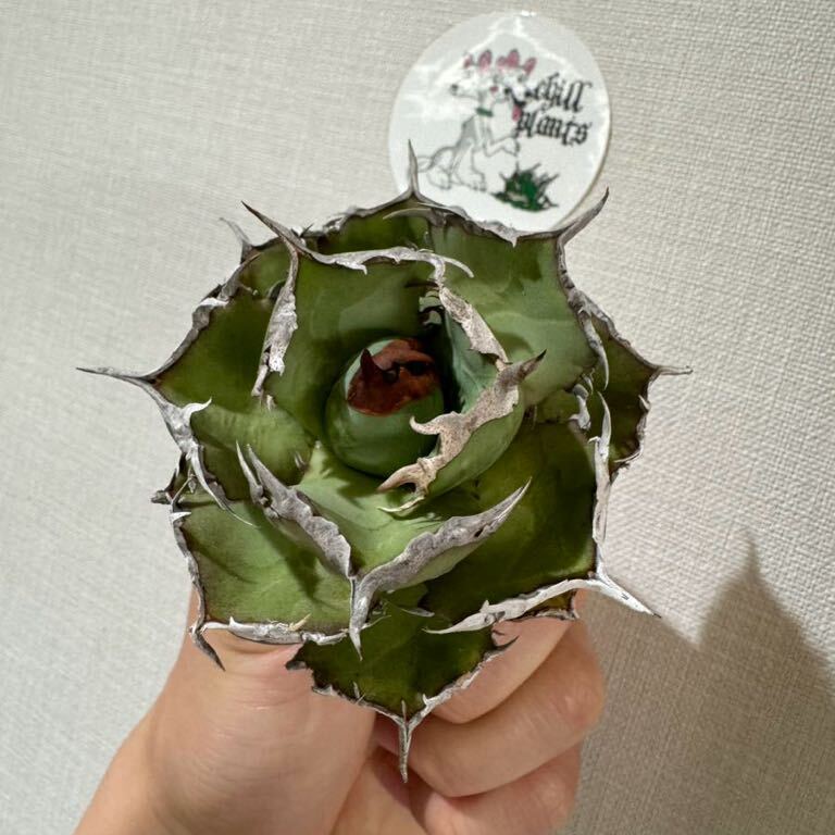 Agave Titanota ”ITALIY FO076”(01) 子株2つ付き 手乗りサイズ 8cm イタリア産 アガベ オテロイ  [Chill__Plants] チルプラ の画像6