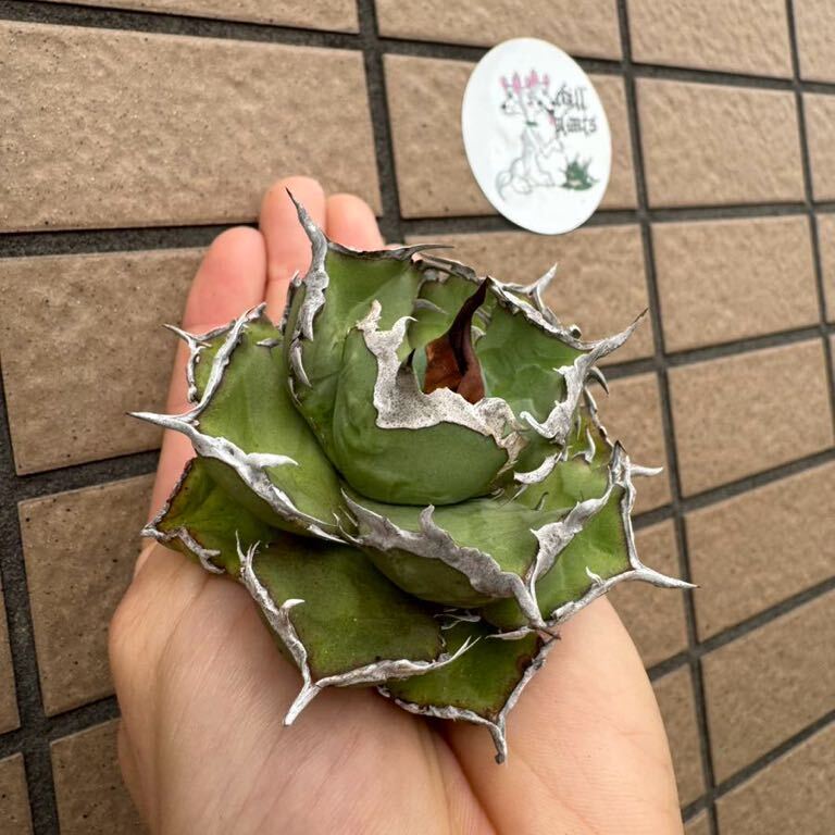 Agave Titanota ”ITALIY FO076”(01) 子株2つ付き 手乗りサイズ 8cm イタリア産 アガベ オテロイ  [Chill__Plants] チルプラ の画像1