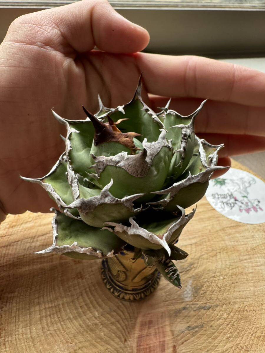 Agave Titanota ”ITALIY FO076” 子株３つ付き 手乗りサイズ 8cm イタリア産 アガベ オテロイ チタノタ [Chill__Plants] チルプラ の画像6