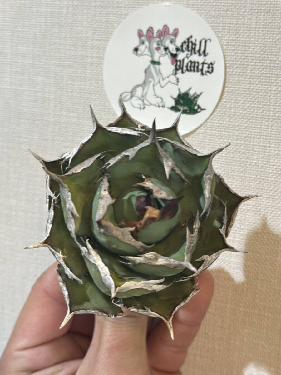 Agave Titanota ”ITALIY FO076”（02）子株３つ付き 手乗りサイズ イタリア産 アガベ オテロイ チタノタ [Chill__Plants] チルプラ の画像1