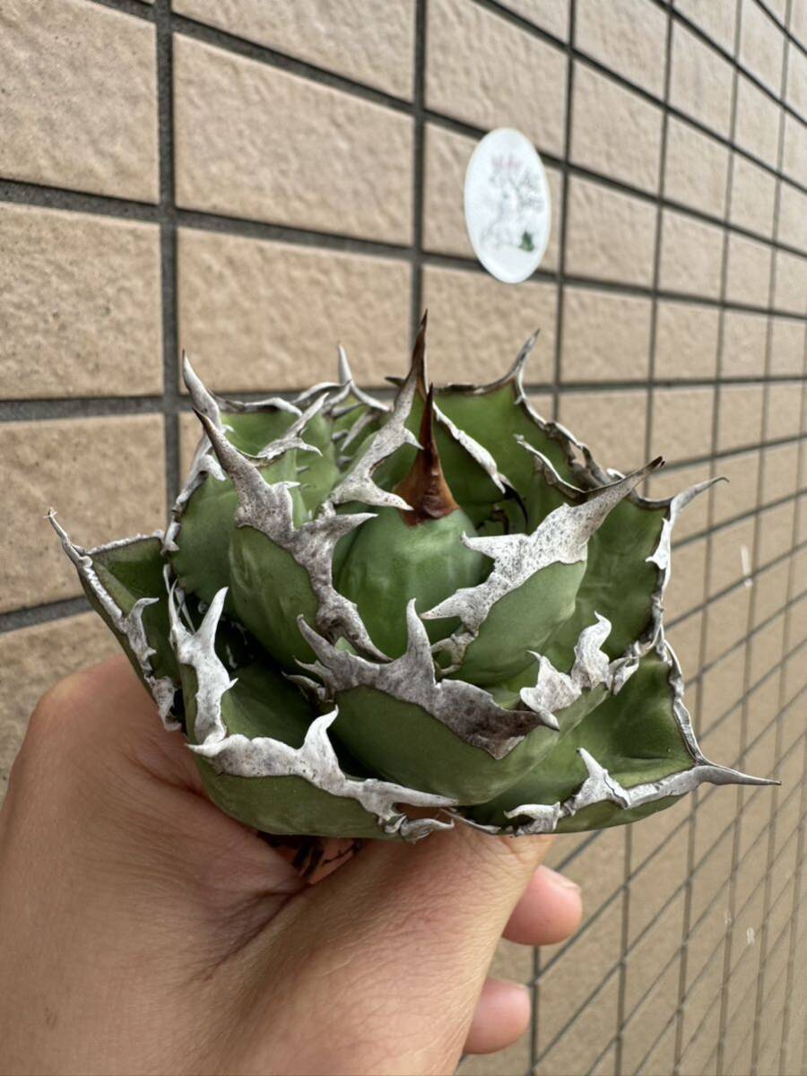 Agave Titanota ”ITALIY FO076”(04)子株3つ付き 手乗りサイズ 8cm イタリア産 アガベ オテロイ  [Chill__Plants] チルプラ の画像2