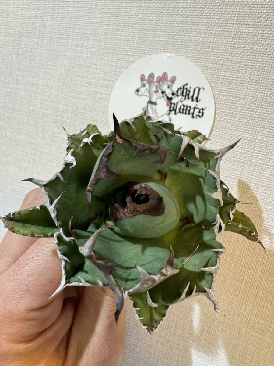 Agave Titanota ”DRAFT MINI“ (01) 6cm ムチムチ インドネシア産 アガベ オテロイ チタノタ [Chill__Plants] チルプラ の画像4