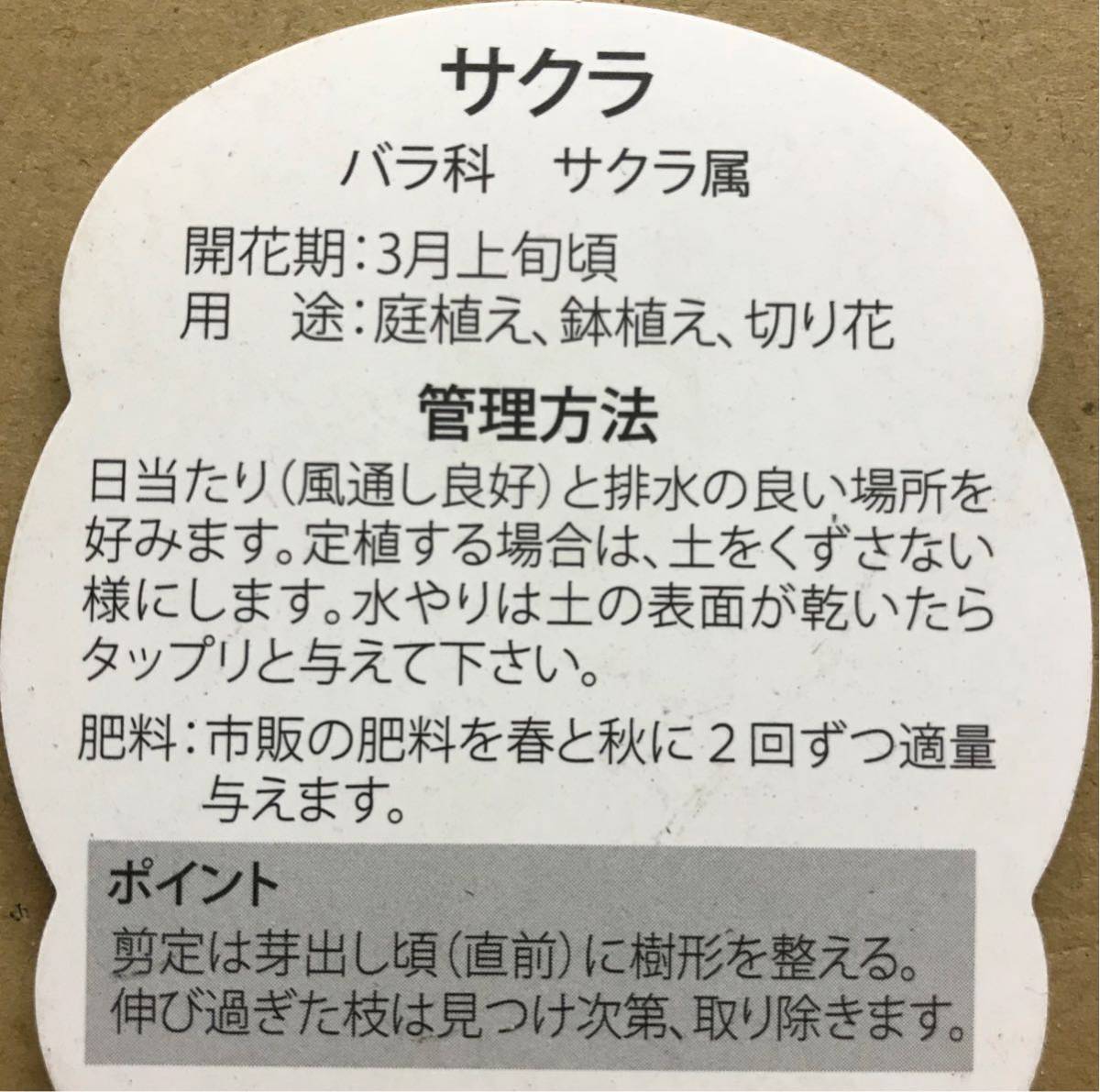 吉野桜 苗木 接ぎ木3年生植樹記念樹におすすめソメイヨシノ桜 2023年4月開花苗故郷を桜で美しく桜の苗 庭木桜 ソメイヨシノ染井吉野桜の苗入学・卒業・卒園・誕生などの記念樹にも人気のサクラです