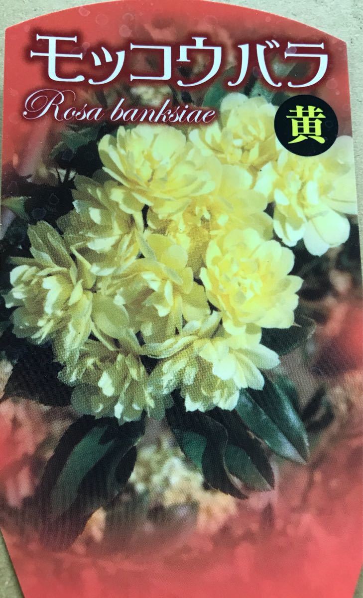 ヤフオク 黄花 木香薔薇 モッコウバラ 苗木 ヤフオク 黄花 木香薔薇 モッコウバラ 苗木
