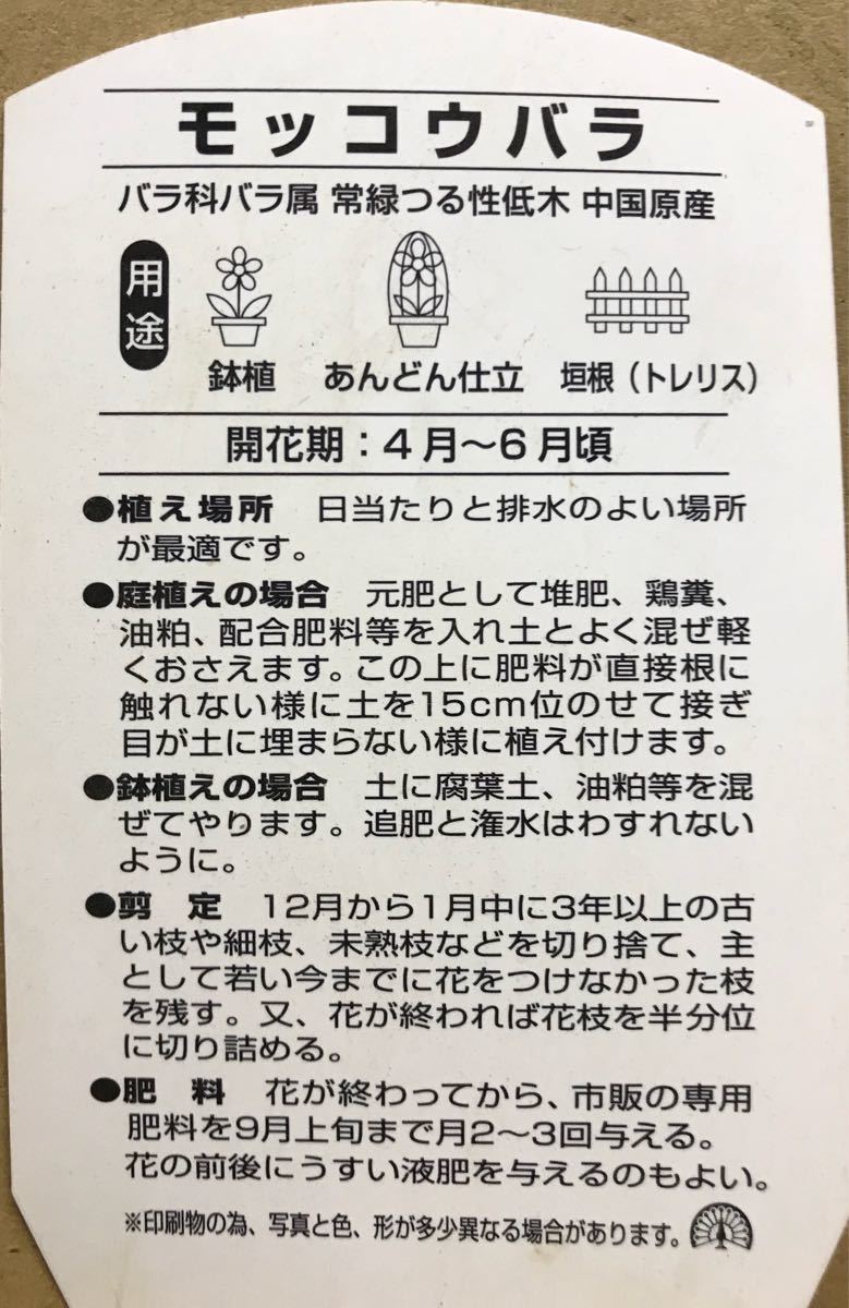 ヤフオク 黄花 木香薔薇 モッコウバラ 苗木 ヤフオク 黄花 木香薔薇 モッコウバラ 苗木