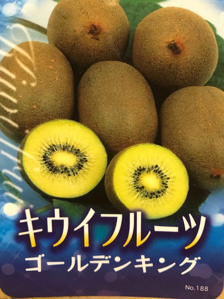 虹色レッド キウイフルーツ雌雄苗木セット