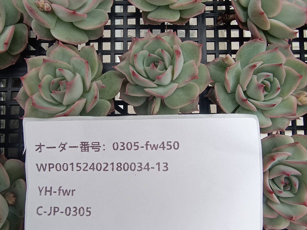 0305-fw450 ピンクチップス30個 ☆多肉植物　エケベリア　韓国_画像3