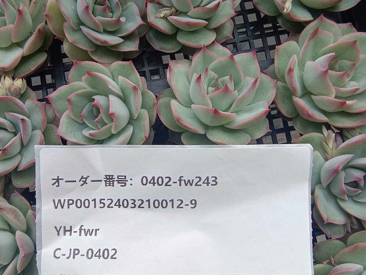 0402-fw243 ピンクチップス25個 ☆多肉植物 エケベリア 韓国の画像3