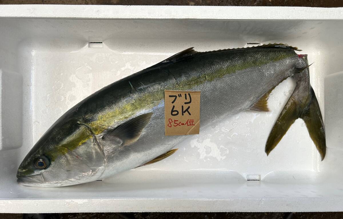 【5000円スタート】【和歌山産】　天然ブリ（6ｋ）冷凍　刺身用 　_画像1