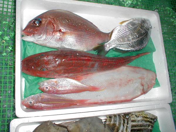 [ postage included ] sashimi for limitation fresh fish set 3k and more [ super-discount ]