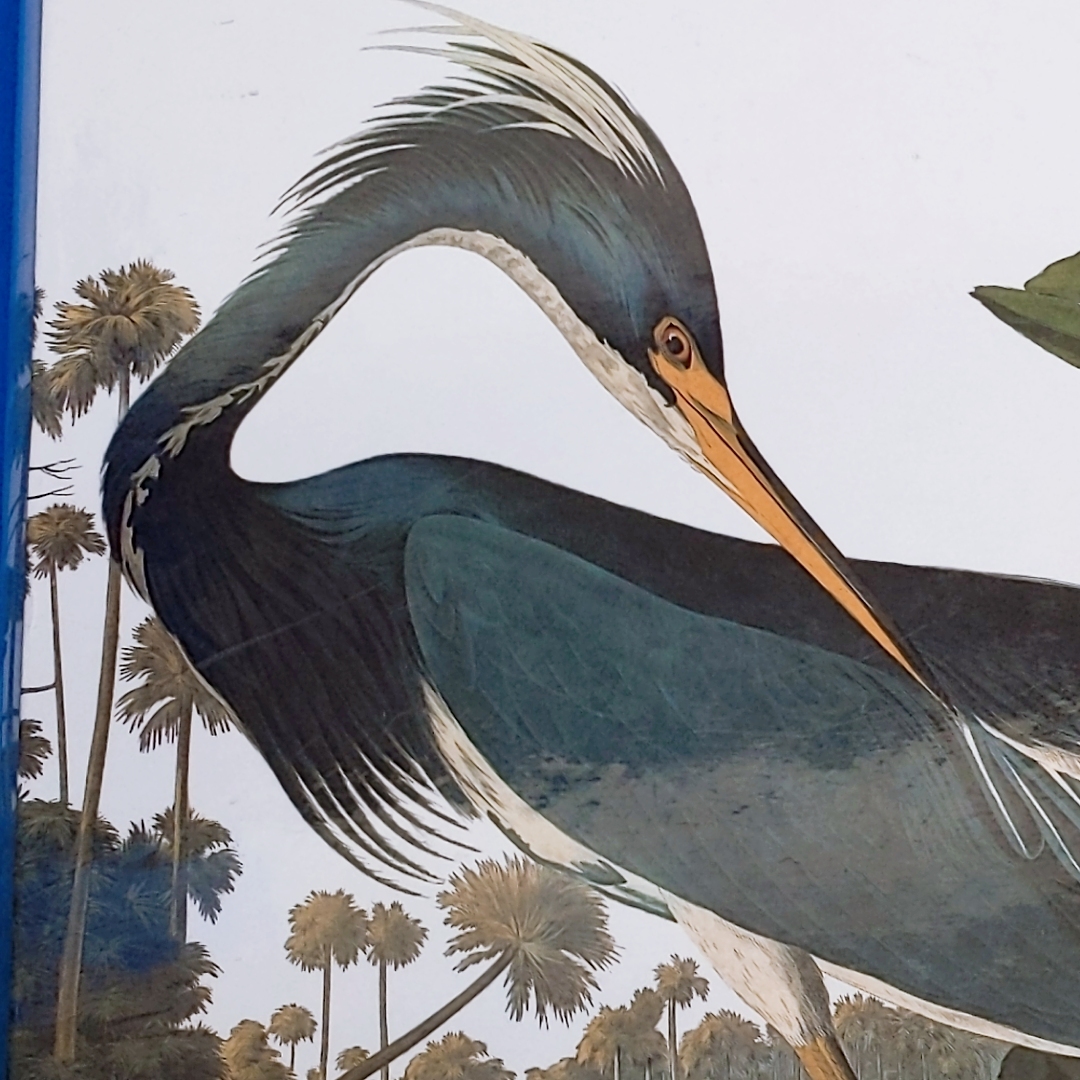 未開封！オーデュボン『アメリカの鳥類』Audubon's birds of America John James Audubon Abbeville Press 2003？大型本です！_画像8