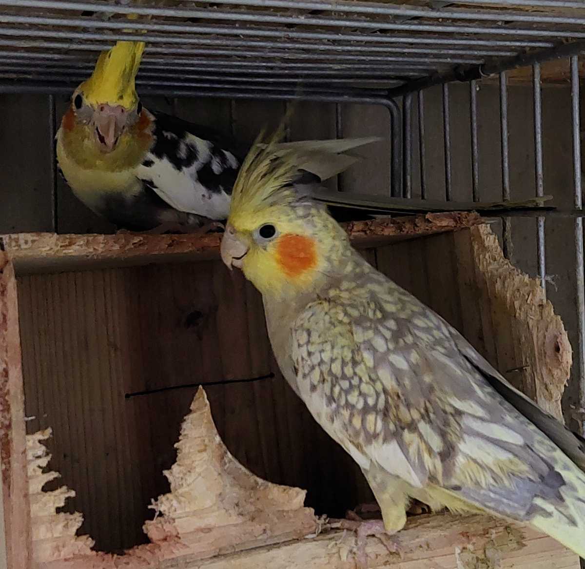 オカメインコ 有精卵(食用)2個の画像1