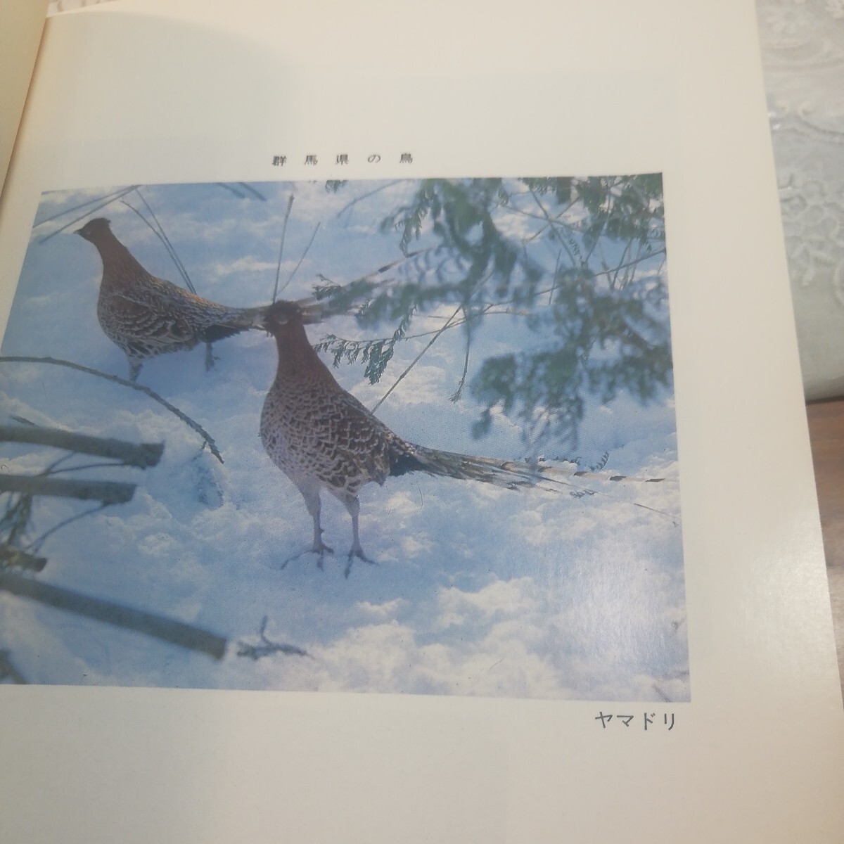 群馬県動物誌　_画像6