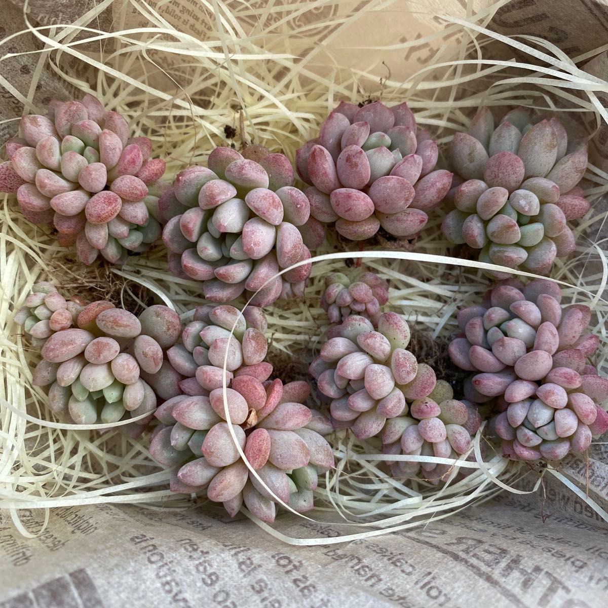 多肉植物 レッドエッグ8苗|Yahoo!フリマ(旧PayPayフリマ) 多肉植物 レッドエッグ8苗|Yahoo!フリマ(旧PayPayフリマ)