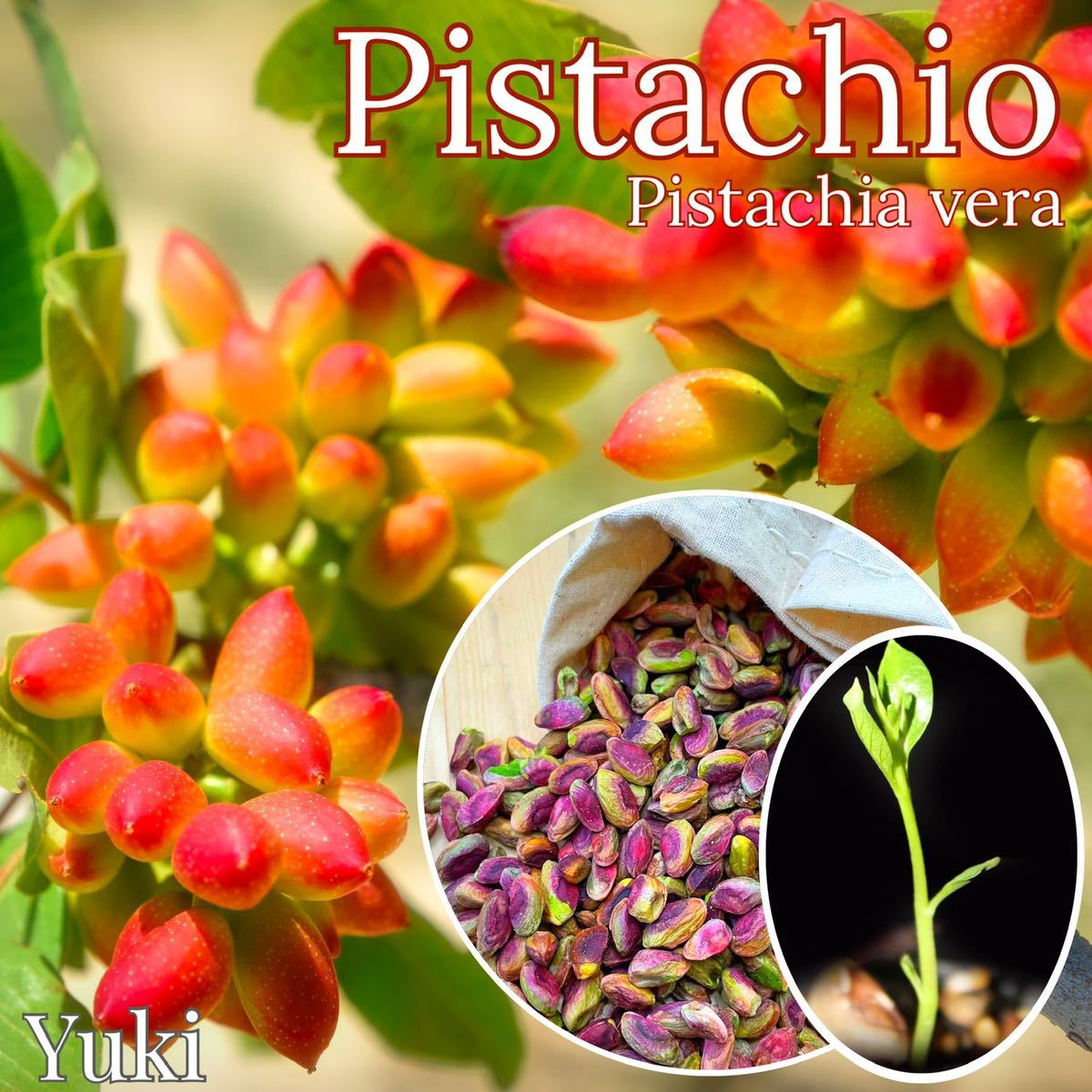 ピスタチオ 種子 50粒 [ナッツの木]Pistacia vera_画像1