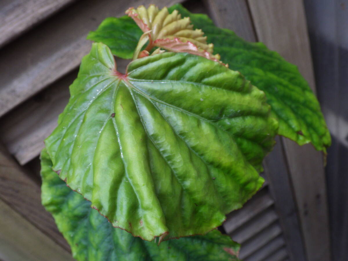 YFK2 ベゴニア　Begonia sp. Philippines._画像4