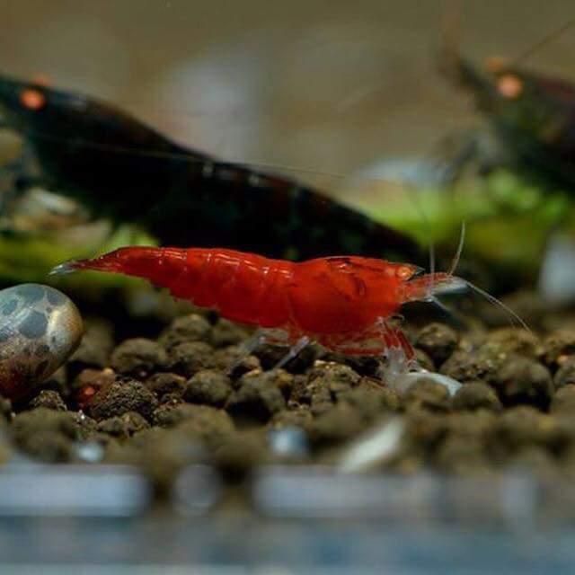  red diamond shadow shrimp 10 pcs (# orange I )