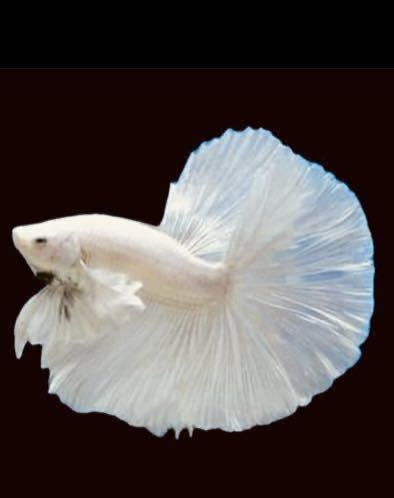 【吉Aqua】 〆ベタ 熱帯魚 ダンボ ハーフムーン フルホワイト ♂ １匹 選別漏れ ★死着補償有の画像2