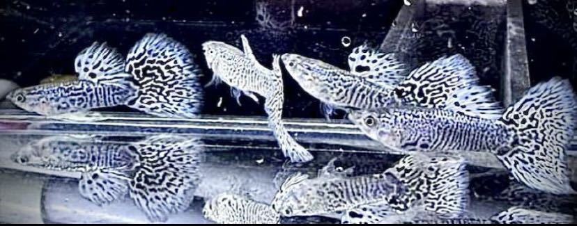 【吉Aqua】新種誕生　珍　ホワイト　タイガー　ビッグドーサル　グッピー　熱帯魚　1ペア　 ③ ★死着補償制度有_画像1