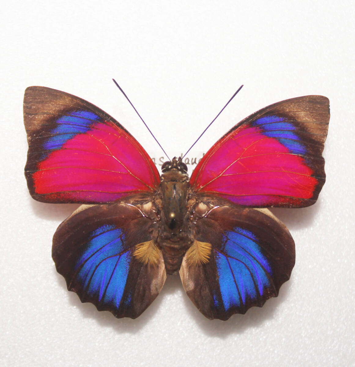 蝶標本  アグリアスミイロタテハ  開長76ｍｍの画像1