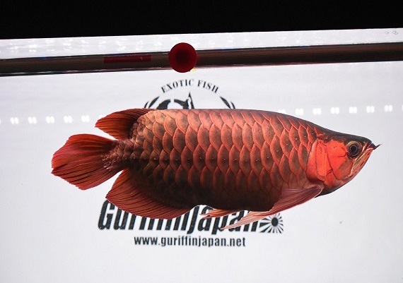 【GJ】METAL RED F-3 Short body 42cm±の画像4