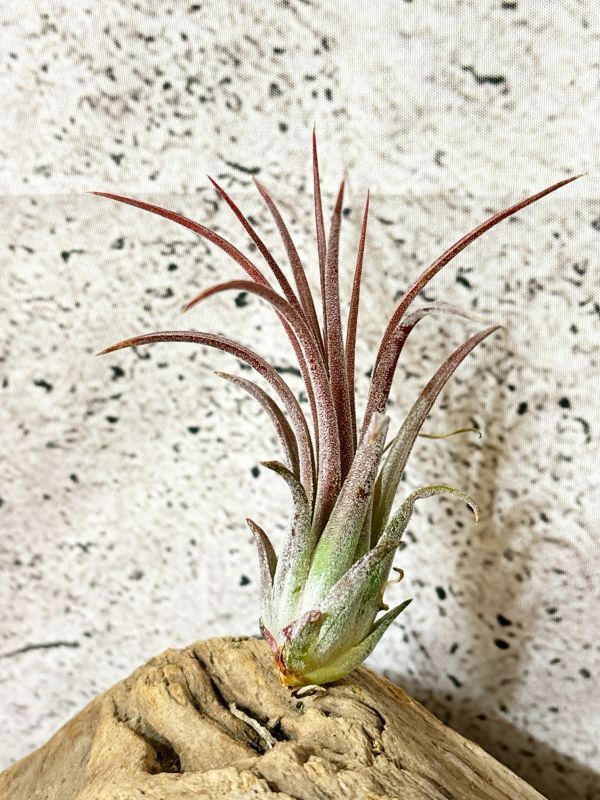 【Frontier Plants】 【現品】チランジア・イオナンタ・パープルハート　T. ionantha Purple Heart【A】_画像4