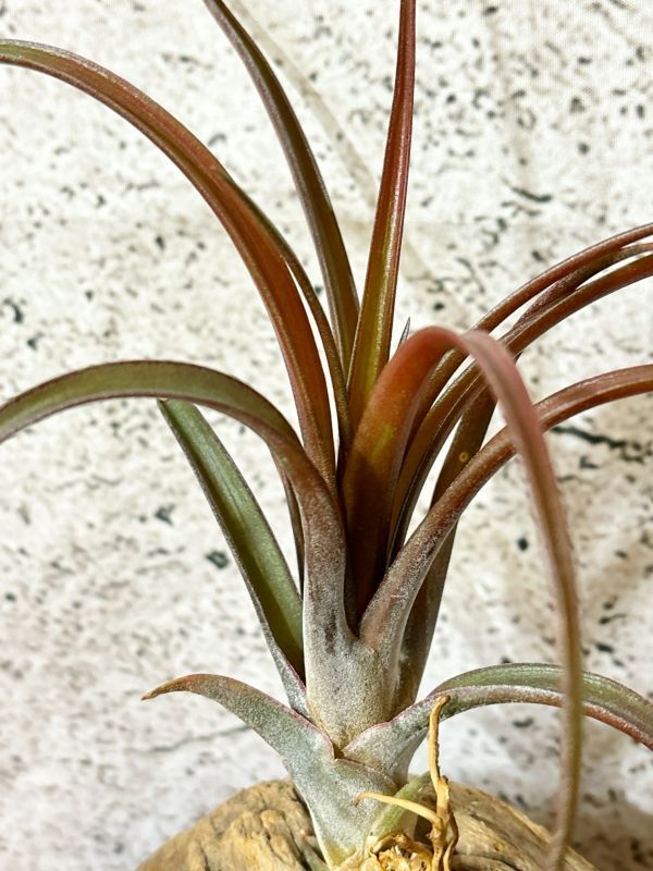 【Frontier Plants】 チランジア・カピタータ・ミニレッド　T. capitata Mini Red_画像1