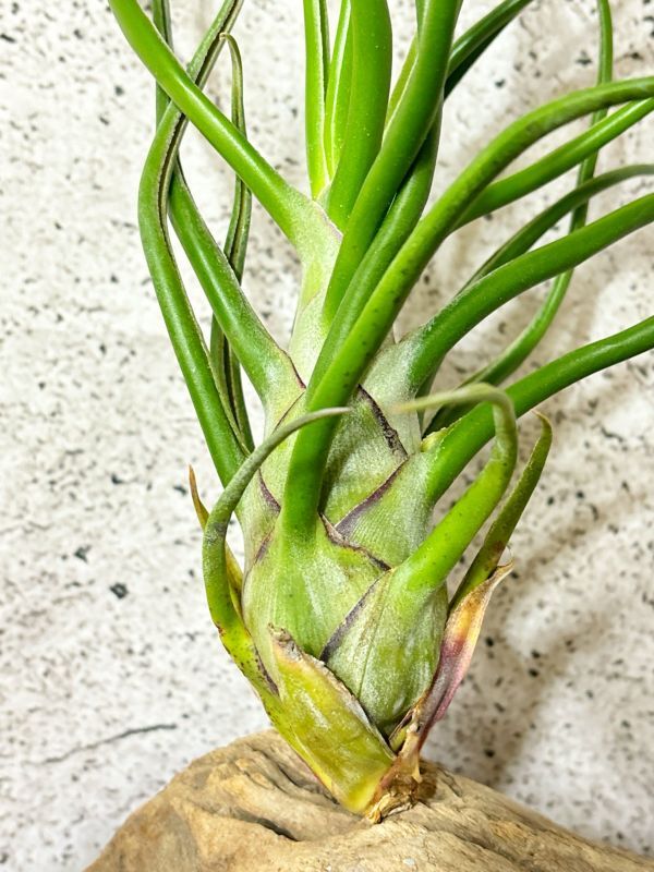 【Frontier Plants】 【現品】チランジア・ブルボーサ・フリークショー　T. bulbosa Freak Show_画像3