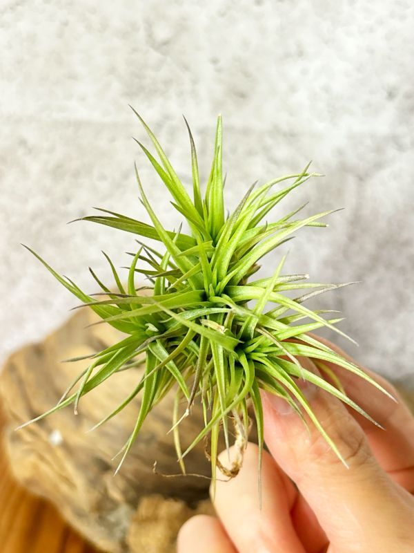 【Frontier Plants】 チランジア・アエラントス・ブロンズ　T. aeranthos Bronze_画像2