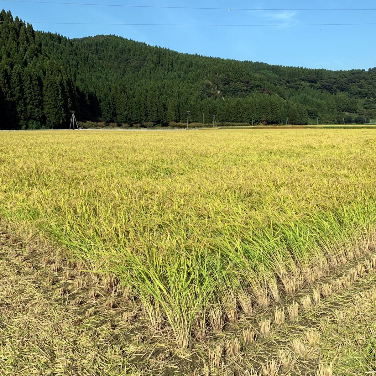 農家直送 秋田県産 令和5年 あきたこまち 5kg 特別栽培米 秋田小町 無洗米も対応