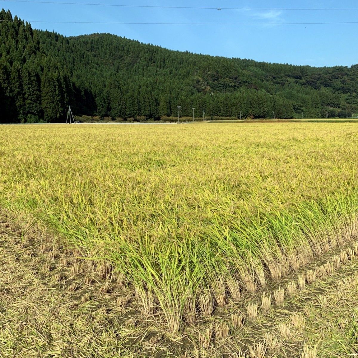 農家直送 秋田県産 令和5年 あきたこまち 5kg 特別栽培米 秋田小町 無洗米も対応