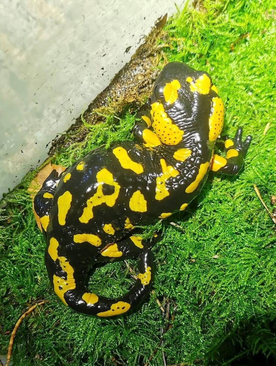 テレストリスファイアサラマンダー 2023CB レアロカリティ（Salamandra Salamandra Terrestris) A-16_親個体（非売品）