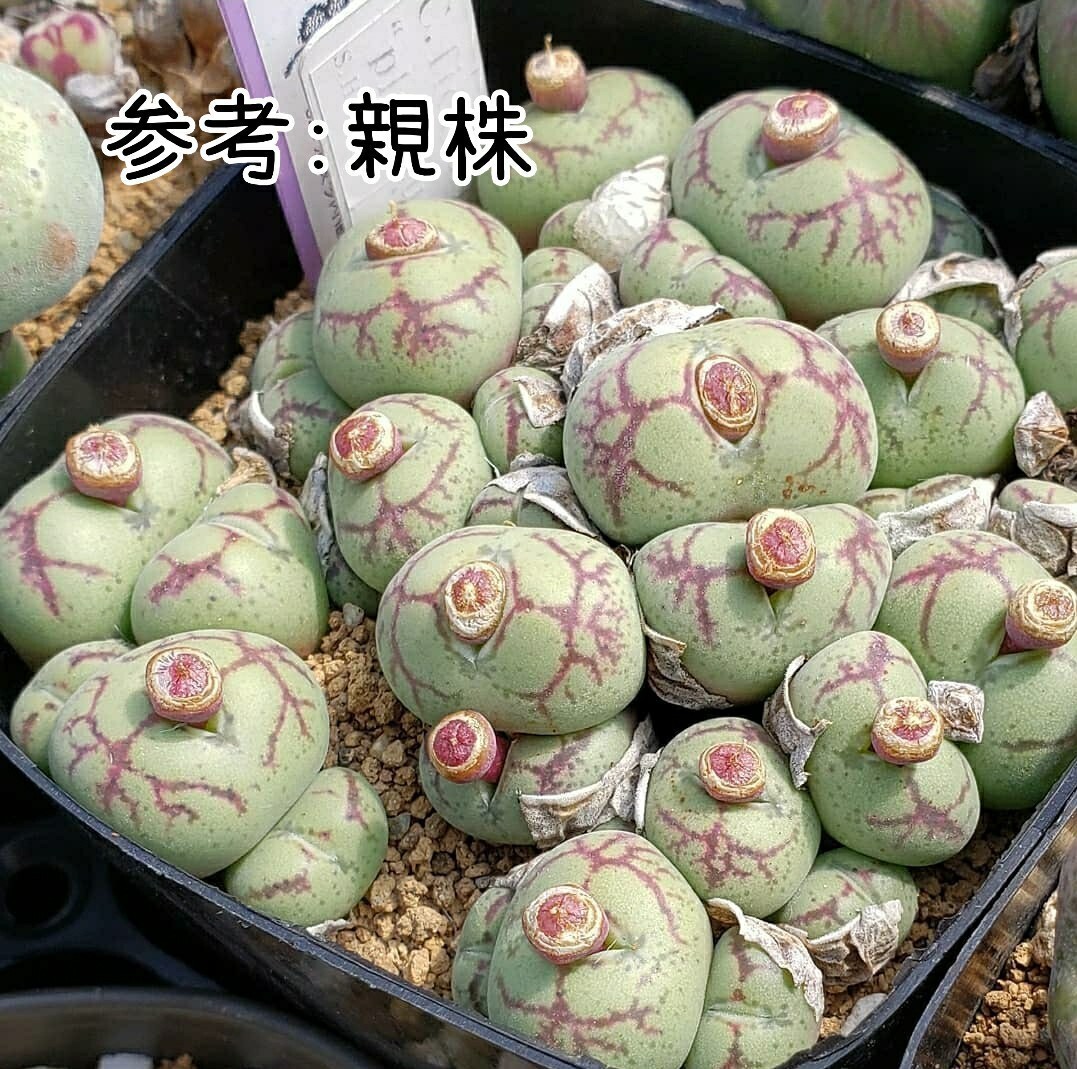 Conophytum ficiforme ”placitum” S.H. コノフィツム フィシフォルメ フィキフォルメ プラキツム ハマー_画像2