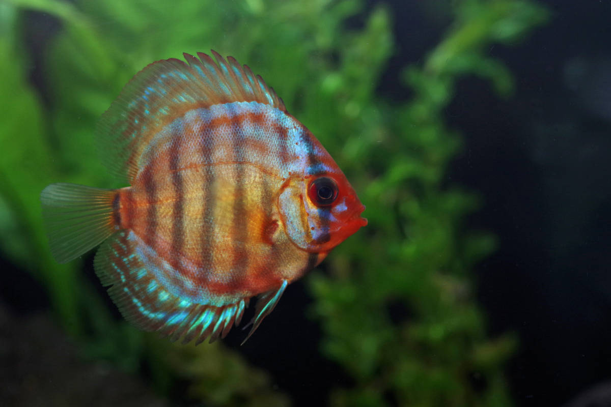  red Royal discus (4-5cm)1 pcs 