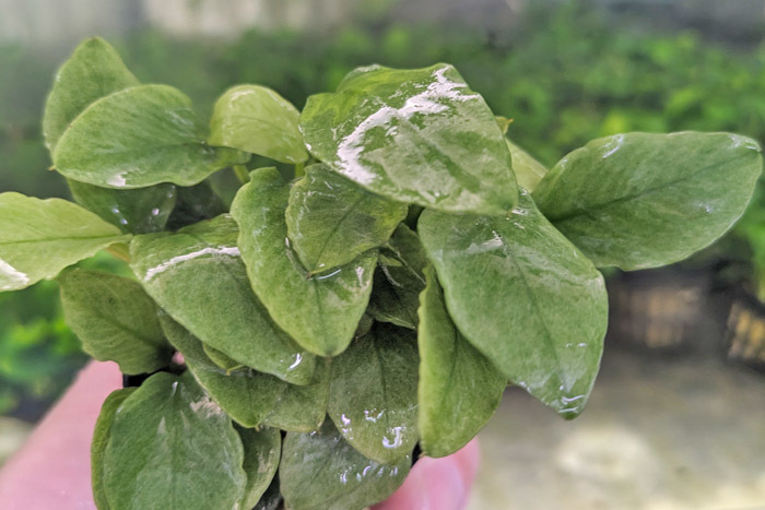  Anubias nana~ Jade ~ 1POT