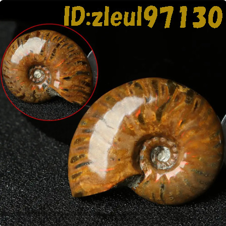 Bh1718: 天然 虹色 アンモナイト アンモライト マダガスカル カタツムリ 化石 標本 鉱物 石巻き 貝 古生物 パワーストーン 新品 希少 １個の画像5