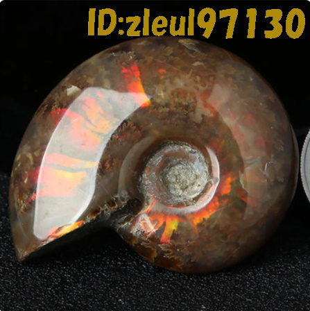 Bh1718: 天然 虹色 アンモナイト アンモライト マダガスカル カタツムリ 化石 標本 鉱物 石巻き 貝 古生物 パワーストーン 新品 希少 １個の画像6