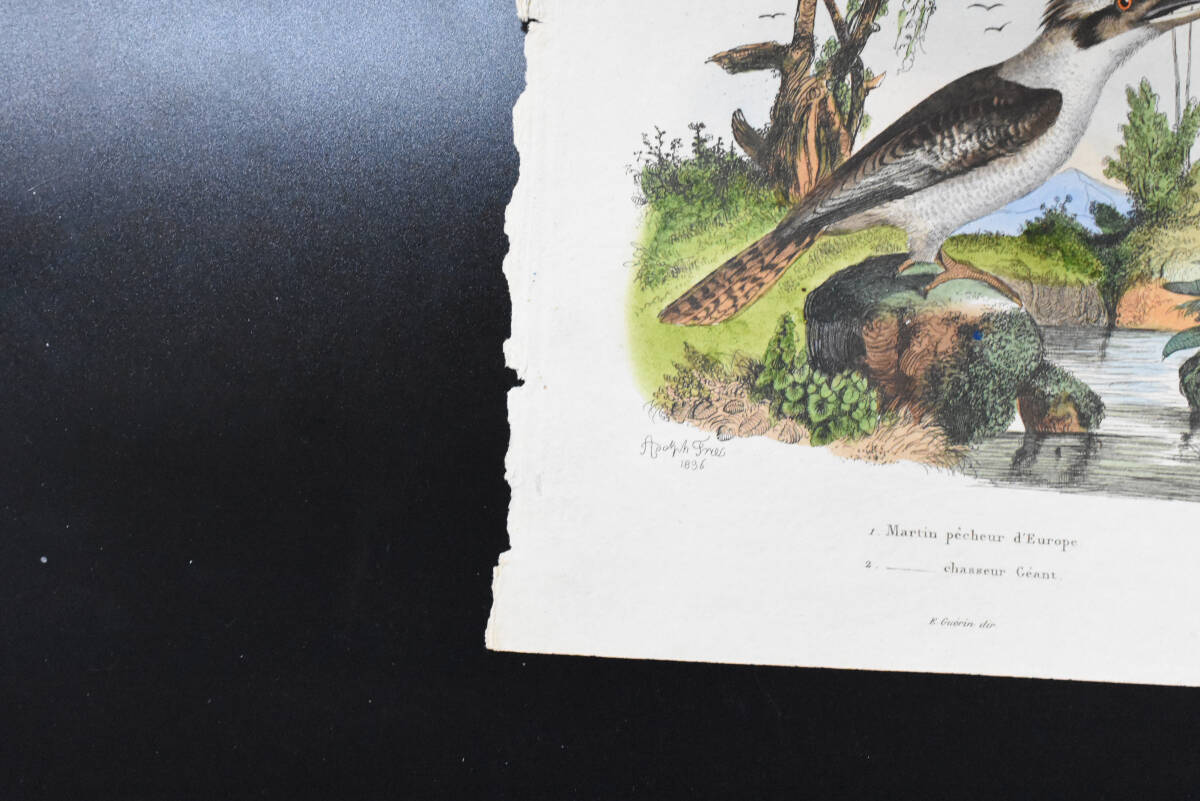 フランスアンティーク 博物画　植物画　 『鳥類　Martin　Pecheur　d'Europe カワセミ　　』 多色刷り銅版画_画像5