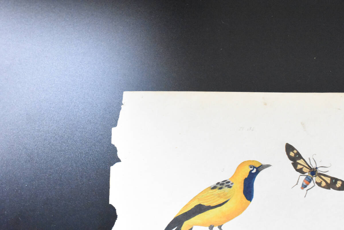フランスアンティーク　植物画・ 博物画 『鳥類　哺乳類　昆虫　Goubemouche　　』 多色刷り銅版画_画像3