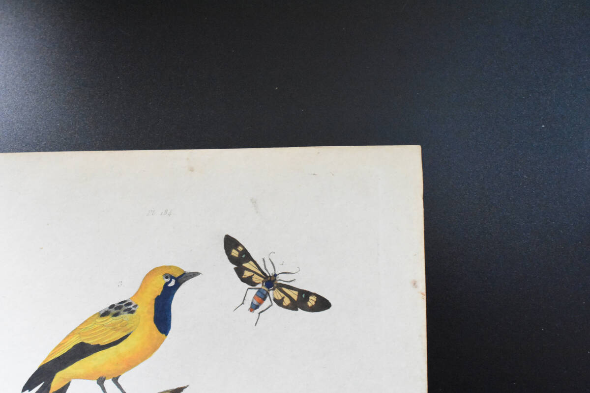 フランスアンティーク　植物画・ 博物画 『鳥類　哺乳類　昆虫　Goubemouche　　』 多色刷り銅版画_画像4
