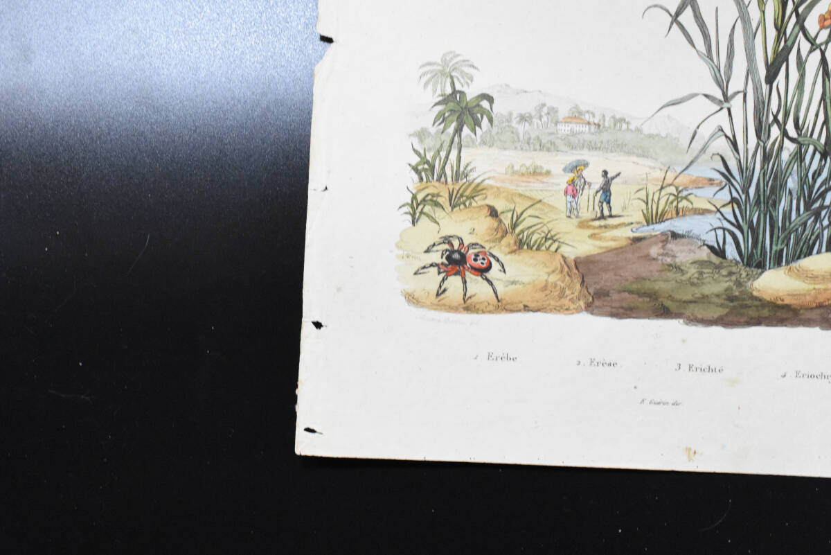 フランスアンティーク　植物画・ 博物画 『昆虫　蝶　Erebe　　』 多色刷り銅版画_画像5