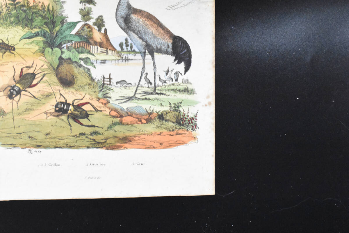 フランスアンティーク　植物画・ 博物画 『昆虫　鳥類　Crosbec』 多色刷り銅版画_画像6