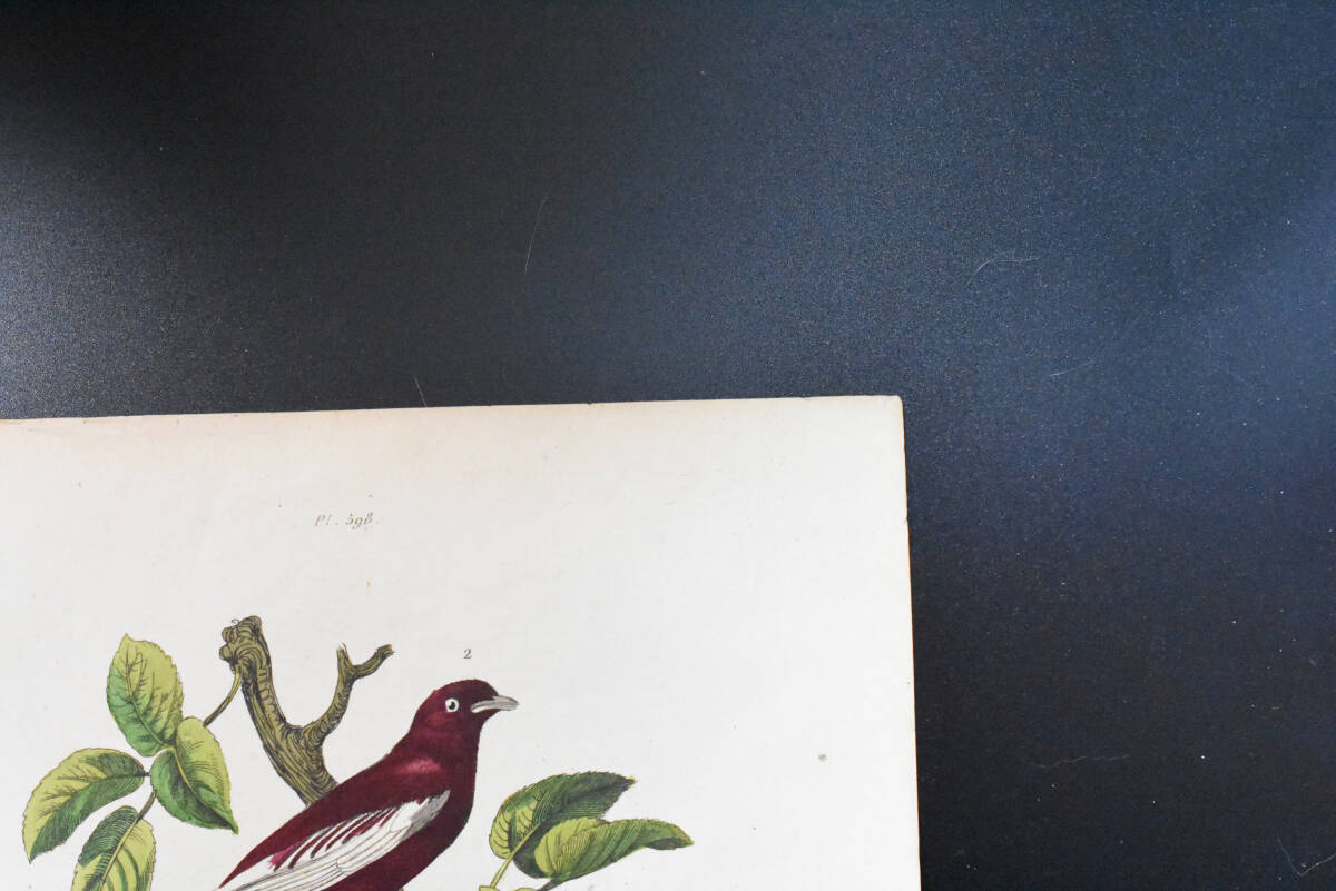 フランスアンティーク　植物画・ 博物画 『鳥類　Pompadour』 多色刷り銅版画_画像4