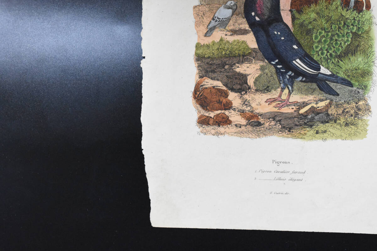 フランスアンティーク　植物画・ 博物画 『鳥類　Pigeons４』 多色刷り銅版画_画像5