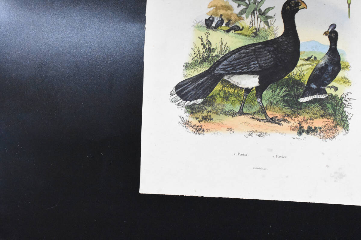 フランスアンティーク　植物画・ 博物画 『鳥類　Pauxi』 多色刷り銅版画_画像5